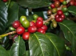 coffeecherry
